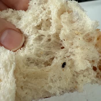 Aldığım Ekmekten Sinek Çıktı, Güvenim Sarsıldı