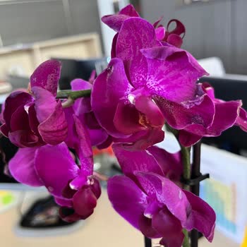 Siparişim Eksik Ve Hasarlı Teslim Edildi, Sorunum Çözülmedi