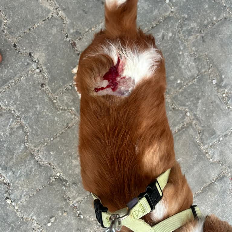 Başıboş Köpekler Nedeniyle Sahilde Ve Sitelerde Artan Güvenlik Tehdidi