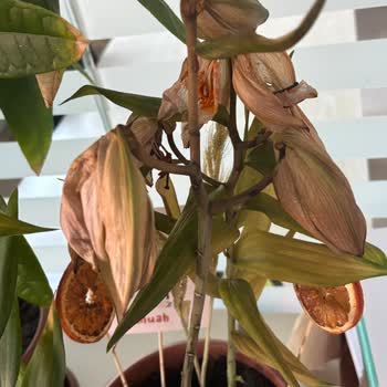 Sakız Zambak Siparişim Dört Günde Soldu Hayal Kırıklığı Yaşadım