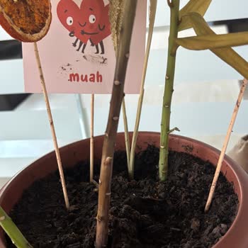 Sakız Zambak Siparişim Dört Günde Soldu Hayal Kırıklığı Yaşadım