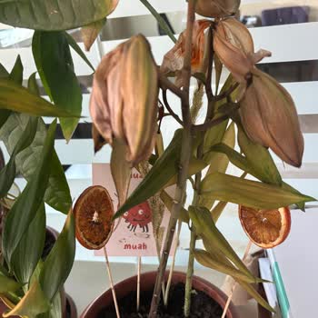 Sakız Zambak Siparişim Dört Günde Soldu Hayal Kırıklığı Yaşadım