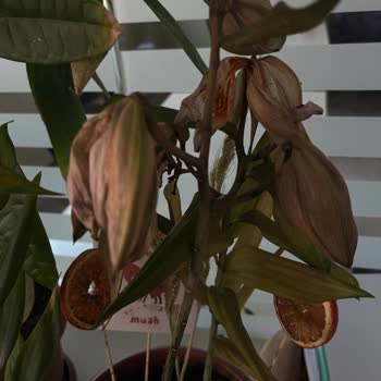 Sakız Zambak Siparişim Dört Günde Soldu Hayal Kırıklığı Yaşadım