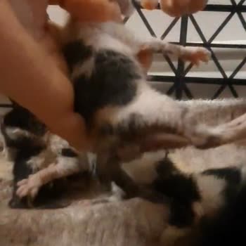 THY'den İnsani Duruma Duyarsızlık Ve İade Sorunu