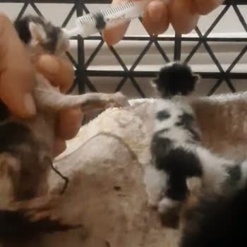 THY'den İnsani Duruma Duyarsızlık Ve İade Sorunu