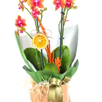 Taze Çiçek | Tazecicek.com Yanıltıcı Çiçek Gönderimi Ve İlgisiz Müşteri Hizmetleri