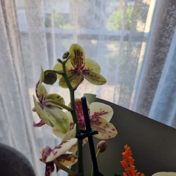 Taze Çiçek | Tazecicek.com Yanıltıcı Çiçek Gönderimi Ve İlgisiz Müşteri Hizmetleri