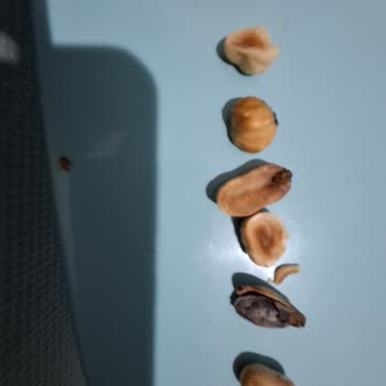 Çitlekçi'den Bayat Ve Kalitesiz Kuruyemiş Hayal Kırıklığı