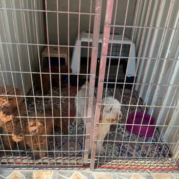 Nilüferköy Köpek Çiftliği'nde Yaşanan Hayal Kırıklığı Ve Mağduriyet