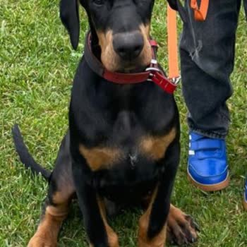 Nilüferköy Köpek Çiftliği'nde Yaşanan Hayal Kırıklığı Ve Mağduriyet