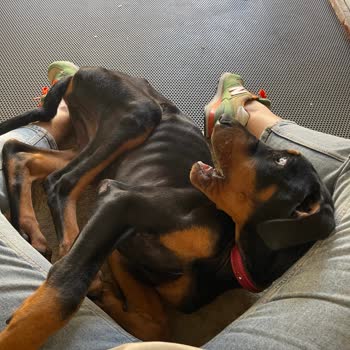 Nilüferköy Köpek Çiftliği'nde Yaşanan Hayal Kırıklığı Ve Mağduriyet