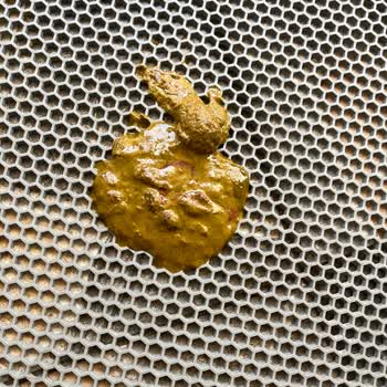 Nilüferköy Köpek Çiftliği'nde Yaşanan Hayal Kırıklığı Ve Mağduriyet