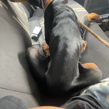 Nilüferköy Köpek Çiftliği'nde Yaşanan Hayal Kırıklığı Ve Mağduriyet