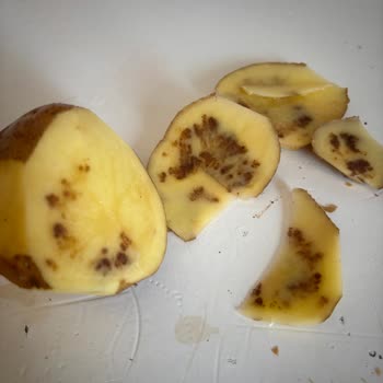 BİM Mağazalarında Ürün Düzeni Ve Personel Davranışları Hakkında Şikayet