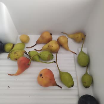 Bosch Buzdolabında Sürekli Sorun Ve Servis Çilesi