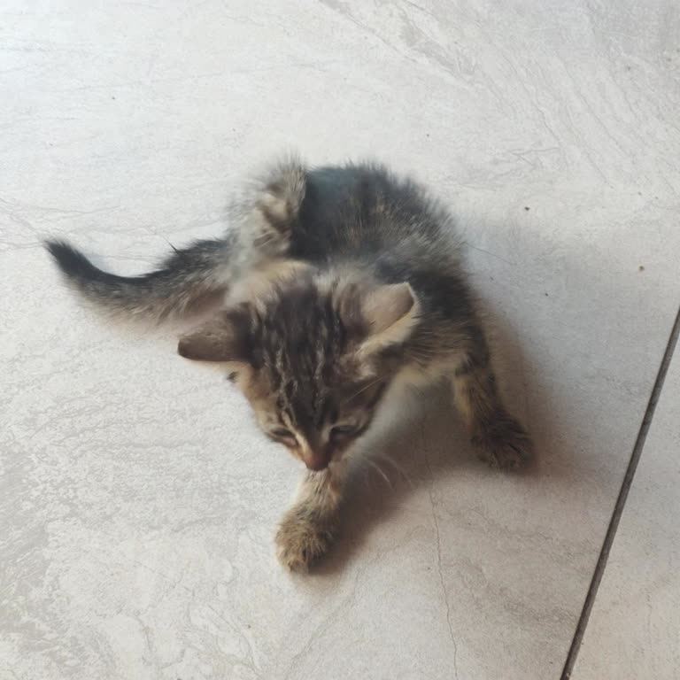Sosyal Tesiste Kediler Masamıza Çıkıp Yemeklerimizi Yedi, İlgisizlik Yaşadık