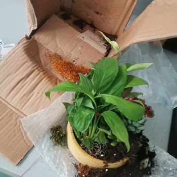 Çiçek Teslimatı Hem Geç Hem De Eksik Ve Kötü Durumda Yapıldı