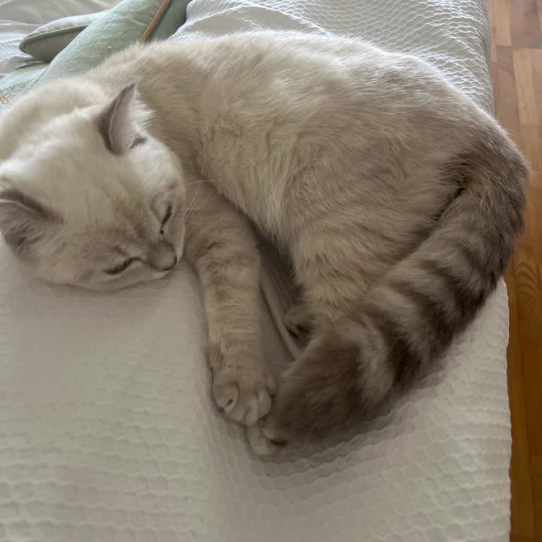 Kedimin Tedavisinde Yanlış Yönlendirme Ve Yüksek Ücret Mağduriyeti Yaşadım