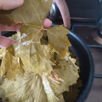 @tokaterbaa.yaprak'tan Aldığım Yapraklar Yırtık Çıktı