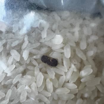 Aldığım Pirinçten Fare Dışkısı Çıktı, Mağduriyet Yaşadım