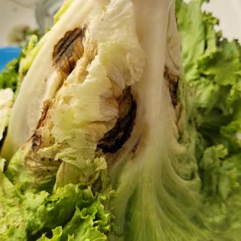 Migros Sanal Marketten Gelen Kıvırcık Marulun Kötü Kalitesi Güvenimi Sarsıyor