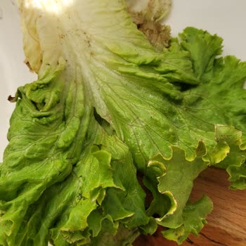 Migros Sanal Marketten Gelen Kıvırcık Marulun Kötü Kalitesi Güvenimi Sarsıyor