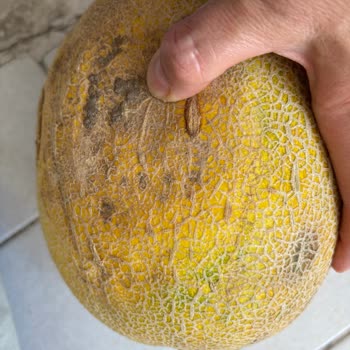 Migros Online Siparişte Bozuk Kavun Ve Yetersiz Değişim Süreci