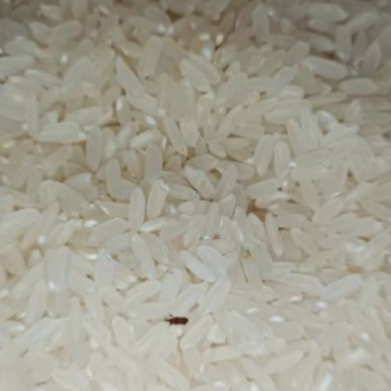 Böcekli Pirinç İadesinde Karşılaşılan Olumsuz Davranış Ve Müşteri Hakları İhlali