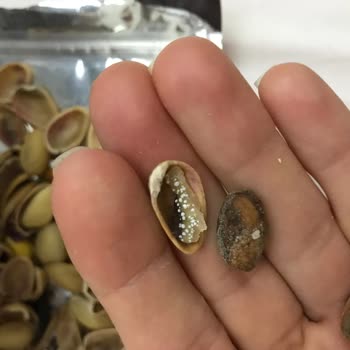 A101'den Alınan Antep Fıstığı Paketinden Bayat Ve Farklı Fıstık Çıkıyor