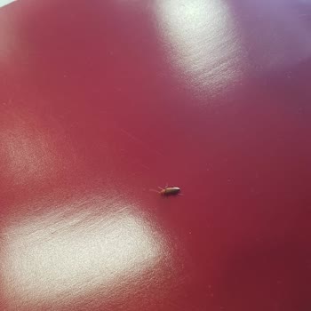 Kadıköy Burger King Rıhtım Şubesinde Hijyen Ve Personel Sorunu