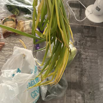 A101 Kapıda Siparişimde Bozuk Yeşillikler Gönderildi