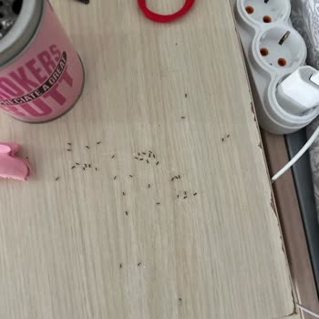 Yüksek Ücretli Yurtta Temizlik Ve Bakım Sorunları, Kötü Müşteri Deneyimi