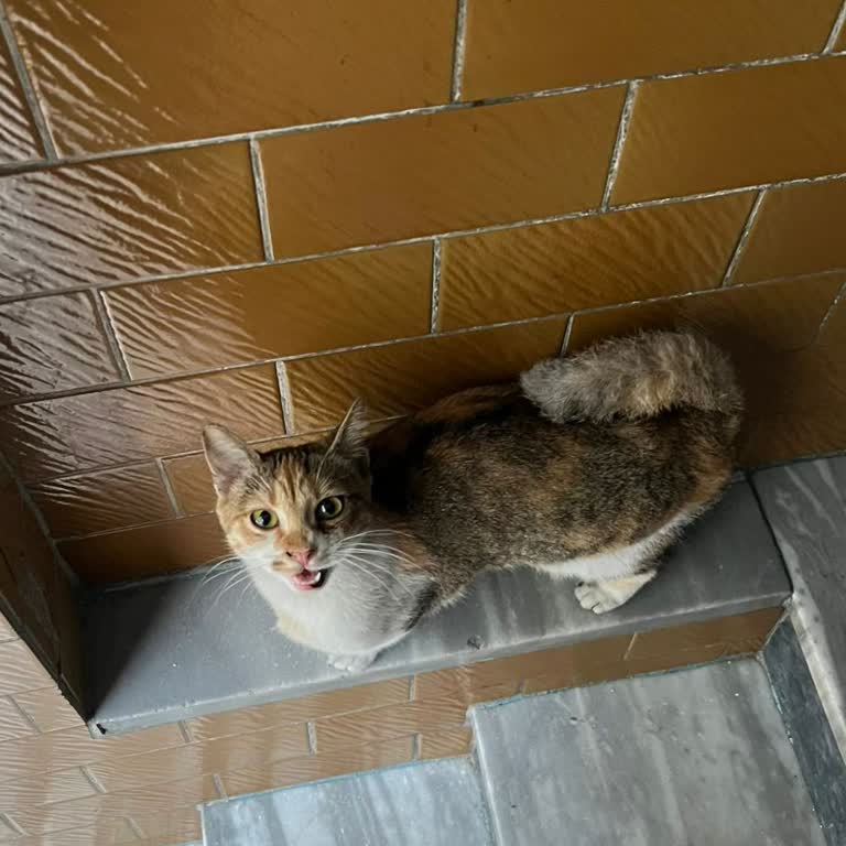 Sokak Hayvanı Kısırlaştırma Sürecinde Kayıp Ve İlgisizlik