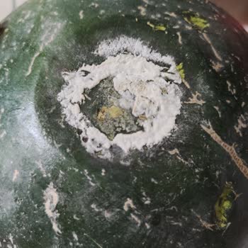 Siparişim Geç Ve Eksik Geldi, Çürük Ürünler Gönderildi