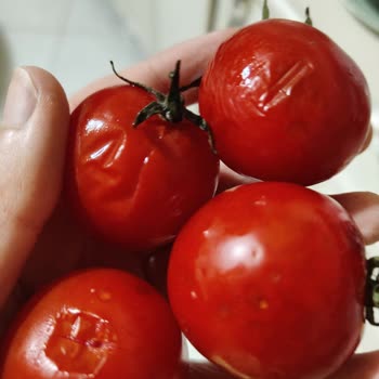 Siparişim Geç Ve Eksik Geldi, Çürük Ürünler Gönderildi