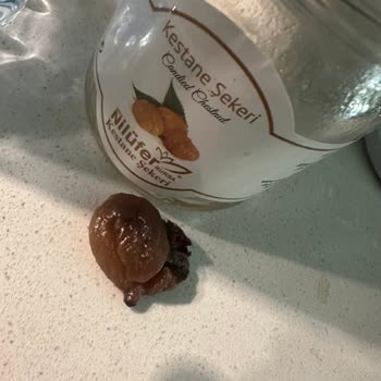 Kestane Şekerinden Kurt Çıkması Ve Sağlıksız Ürün Deneyimi