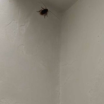 Hamam Böcekleri Nedeniyle Tatilimiz Zehir Oldu, Booking.com'dan Destek Alamadık