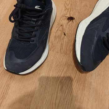 Hamam Böcekleri Nedeniyle Tatilimiz Zehir Oldu, Booking.com'dan Destek Alamadık