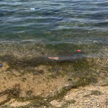 Armutlu Sahilinde Yetersiz Temizlik Ve Çöp Kovası Sorunu