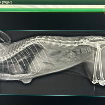 Kedimin Tedavisinde Yaşadığımız Gecikmenin Acı Sonuçları