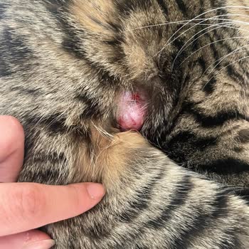 Kedimin Tedavisinde Yaşadığımız Gecikmenin Acı Sonuçları