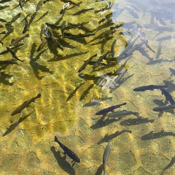 Üyelik İptal Seçeneği Bulunamıyor, Yardım İstiyorum