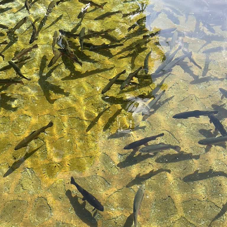 Üyelik İptal Seçeneği Bulunamıyor, Yardım İstiyorum