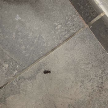 Kappatur Benelux Turu: Uzak Oteller, Yetersiz Konfor Ve Organizasyon Sorunları