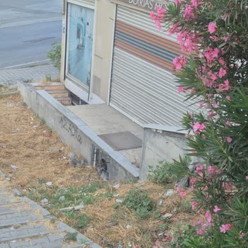 Belediyeye Ait Yeşil Alanda Bakım Eksikliği Ve İhmal