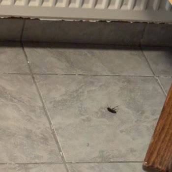 I Stayed at Hotel Logo via Booking.com but Found Cockroaches and Poor Conditions