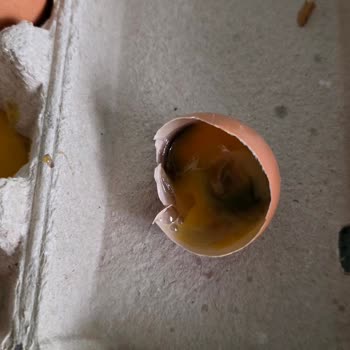 Son Kullanım Tarihi Geçmemiş Yumurtanın Bozuk Çıkması Ve Sağlık Endişesi