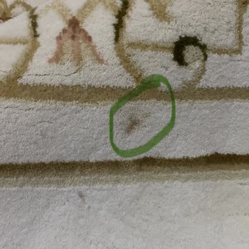 Halı Temizliğinde İlgisizlik Ve Yüksek Ücret Mağduriyeti