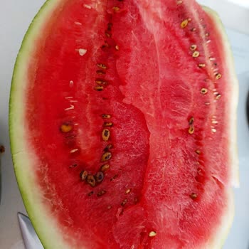 Şok Marketten Aldığım Karpuz Çürük Çıktı Param Boşa Gitti