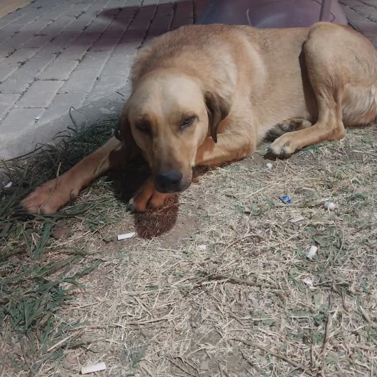 Barınaktan Hasta Köpeğe Yardım Talebi Cevapsız Kaldı